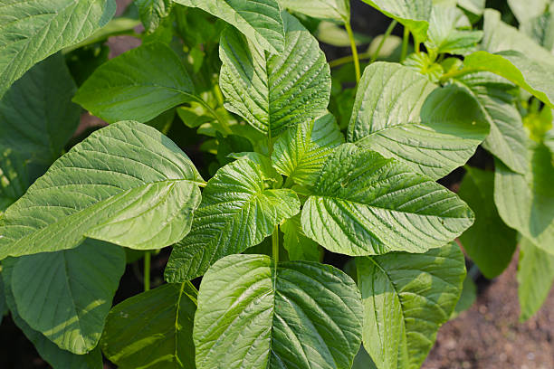 Amaranth Leaves (Fresh Terere / Mchicha / Dodo / African Spinach)